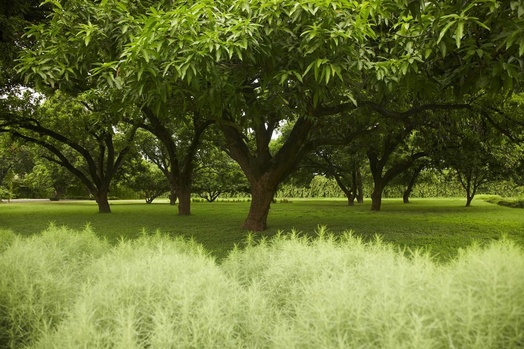 Taj Ganges Варанасі Екстер'єр фото Trees in the park